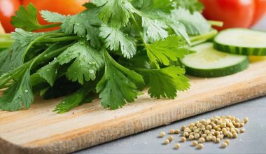 coriander s health benefits explained