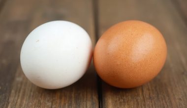 egg color differences not nutritional